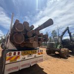 サイプレスの原木伐採